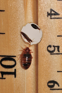 Two bed bugs hide in the hole of a ruler. A third looks on from the edge.