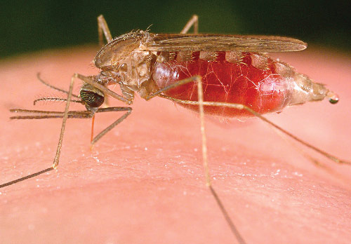 Close-up of an Anopheles freeborni mosquito