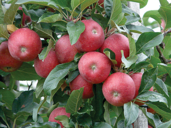 Fresh, fall apples ready for picking