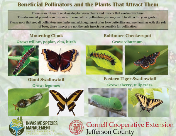 Beneficial Pollinators and the Plants That Attract Them