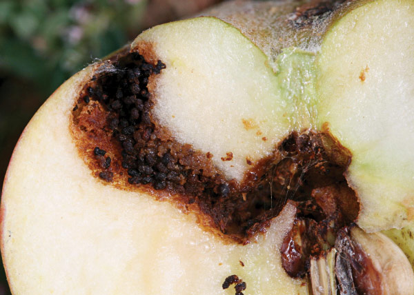 Damage to apple by tunneling codling moth larva