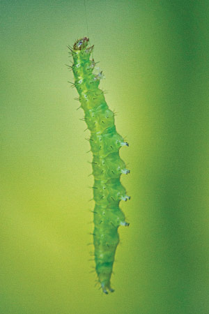Diamondback moth larva dangling from thread