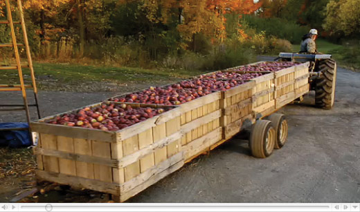 Crates of apples