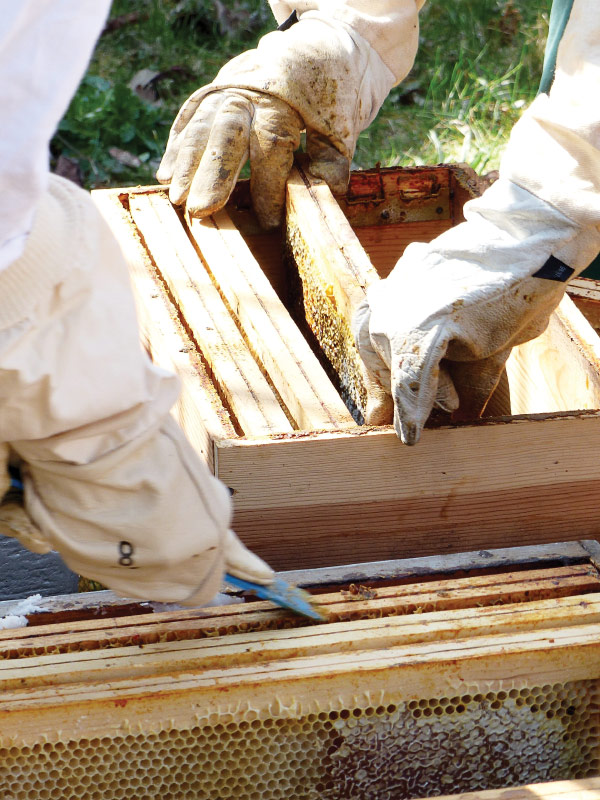 Gloved hands working on a beehive