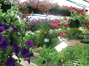 Guardian plants among colorful petunias in a greenhouse.