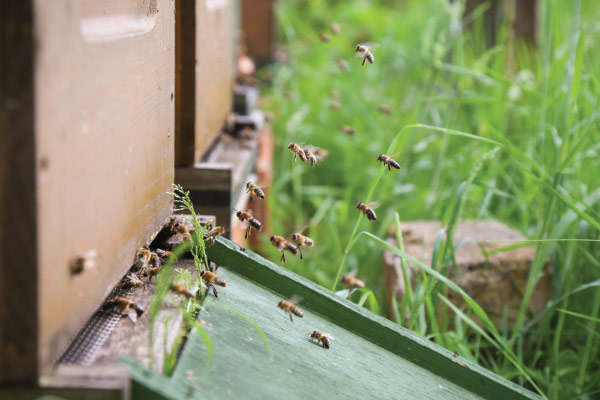 Honey bees entering hive