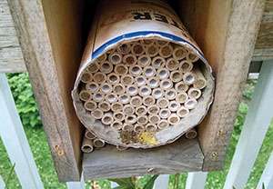 A solitary bee nest. Source: Jennifer Thaler, Cornell University