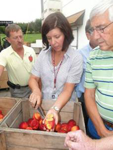 Tracy Leskey examining BMSB injury to fruit at a meeting with growers