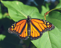 Monarch butterfly resting on a leaf
