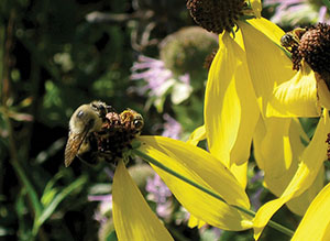 Two bees share a flower of Ratibida pinnata, yellow coneflower. Source: C. Neal, UNH Cooperative Extension