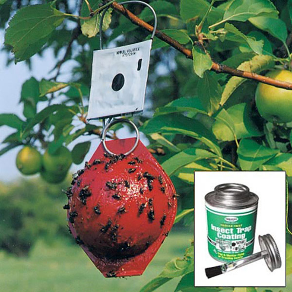 A red sphere trap hangs in the upper canopy of an apple tree
