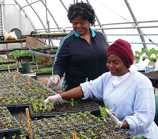 Trainees learn seedling production
