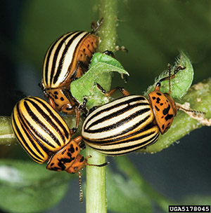Yellow and black stripes mark the Colorado potato beetle.