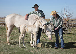 A man and woman wearing Stetson hats take care of white horses.