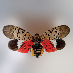 Spotted lanternfly has many striking colors.