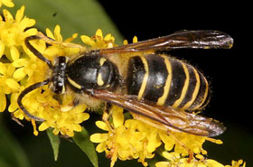 Eastern yellowjacket