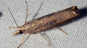 The cambrid moth larva is known as sod webworm