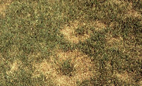 Symptoms of summer patch disease on Kentucky bluegrass lawn