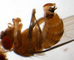 Close-up of spotted wing drosophila