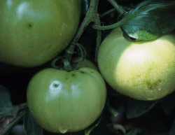 Bacterial canker and wilt of tomato