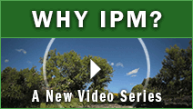 Why IPM?