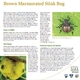 Brown Marmorated Stink Bug Northeast Regional Pest Alert