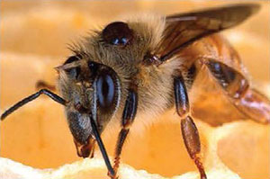 Honey bee being parasitized by a varroa mite on a honeycomb