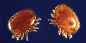 Close-up view of two varroa mites