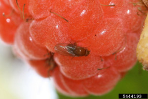 Close-up of a spotted wing drosophila on a raspberry.
