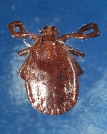 Asian longhorned tick