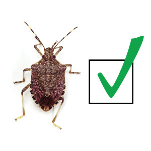 Brown marmorated stink bug beside a check mark.