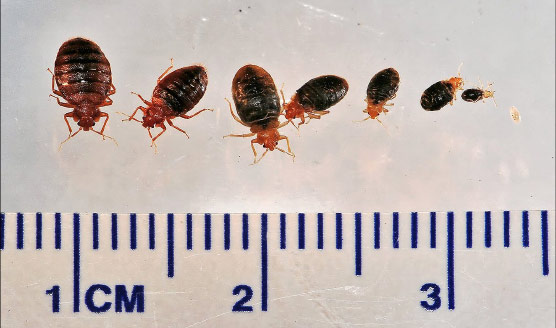 Bed bug life stages with ruler for scale