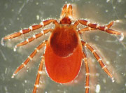 Blacklegged tick