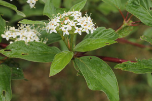Cornus, or dogwood, with white flowers.
