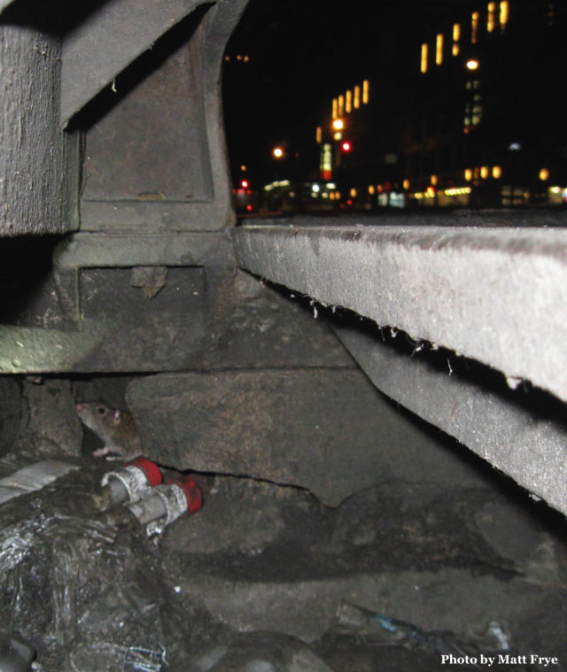 Rat under rocks in urban setting