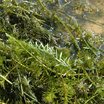 Hydrilla