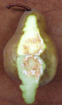 Bosc pear with internal damage