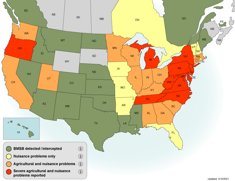 As of 2020, BMSB had been detected in 44 states and 4 Canadian provinces.