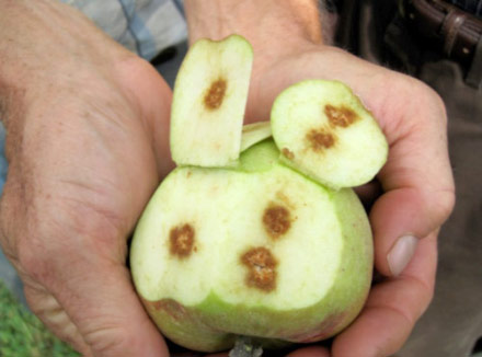 Apple with internal necrosis