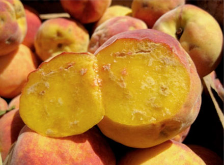 Internal damage in peaches
