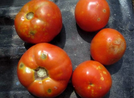 Feeding injury on tomato