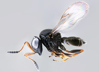The samurai wasp is a natural enemy of the brown marmorated stink bug