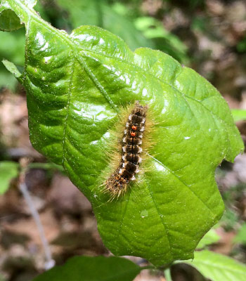 Browntail moth larva on a leaf