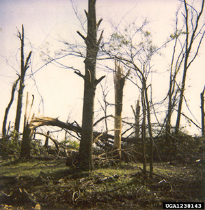 Tornado-damaged oak trees