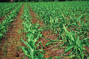 Hail damage in a corn field
