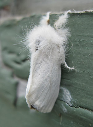 Browntail moth adult