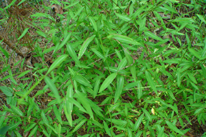 Japanese stiltgrass