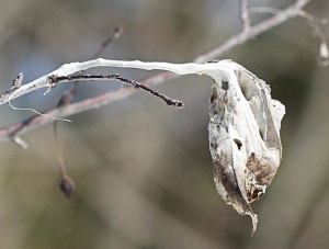 Browntail moth overwintering web stage