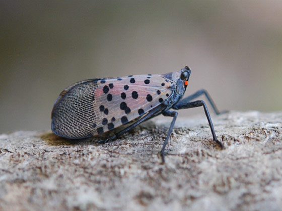 Adult spotted lanternfly