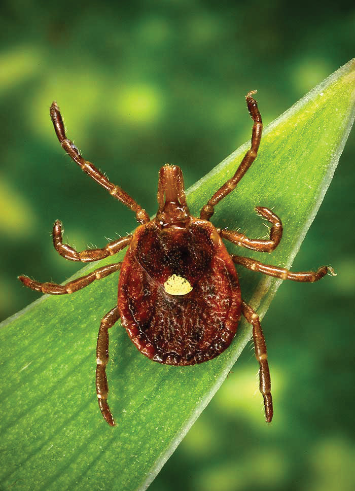 Adult female lone star tick.